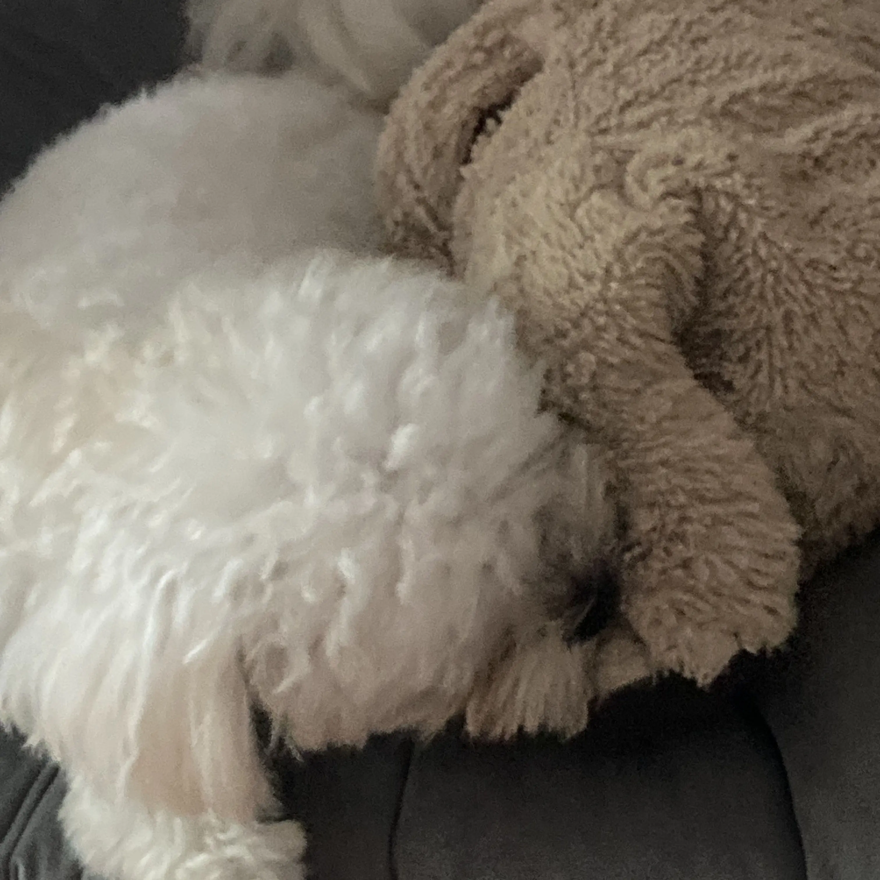 OddBison2040의 이 사랑 통역 되나요?