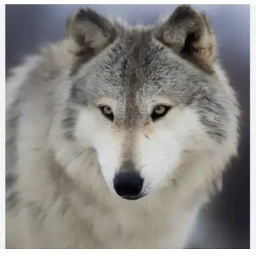Profile image of 늑대