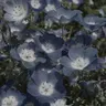 Profile image of 파이브