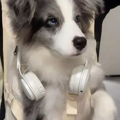 Profile image of 조이