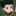ゴン