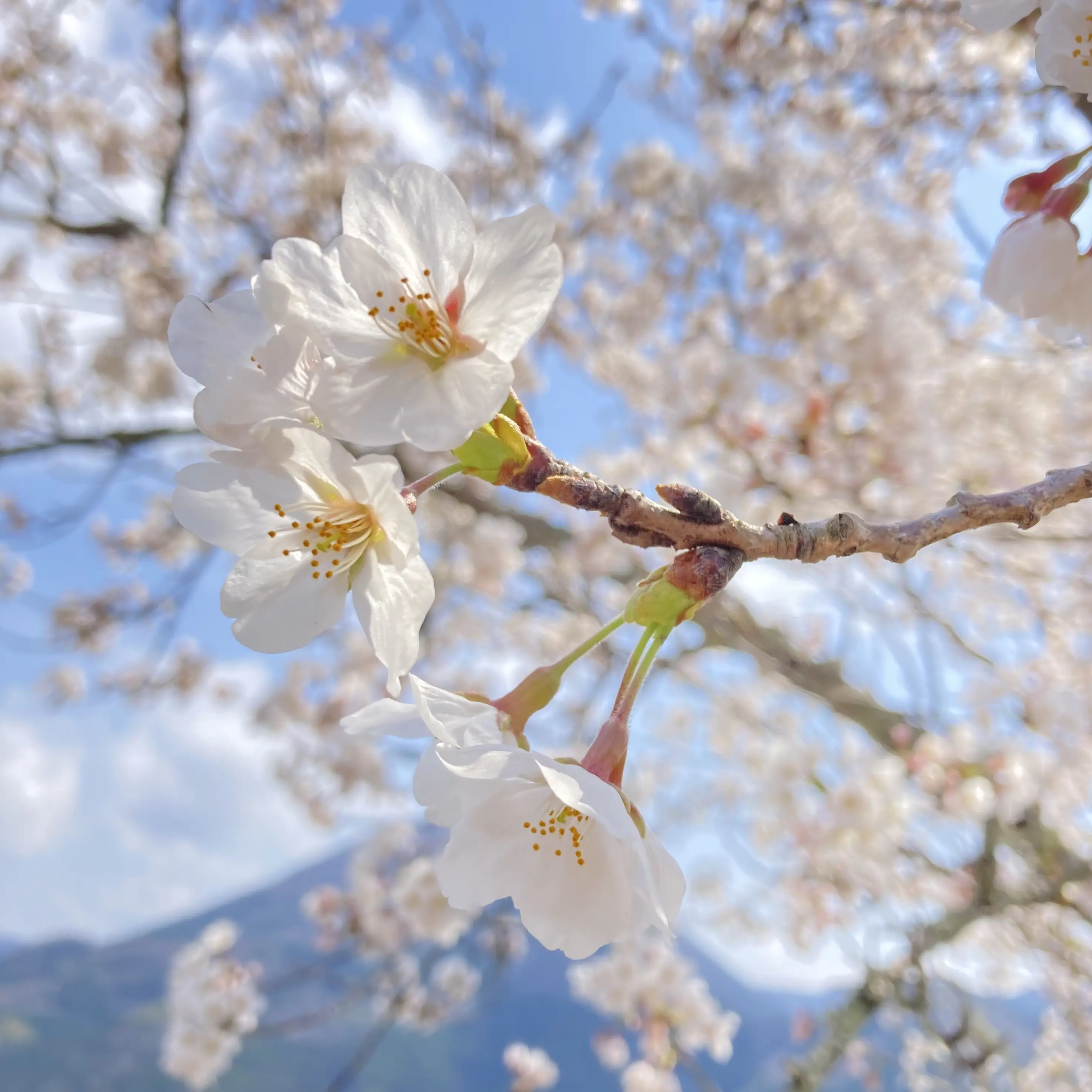 mga_53의 お兄ちゃん　。