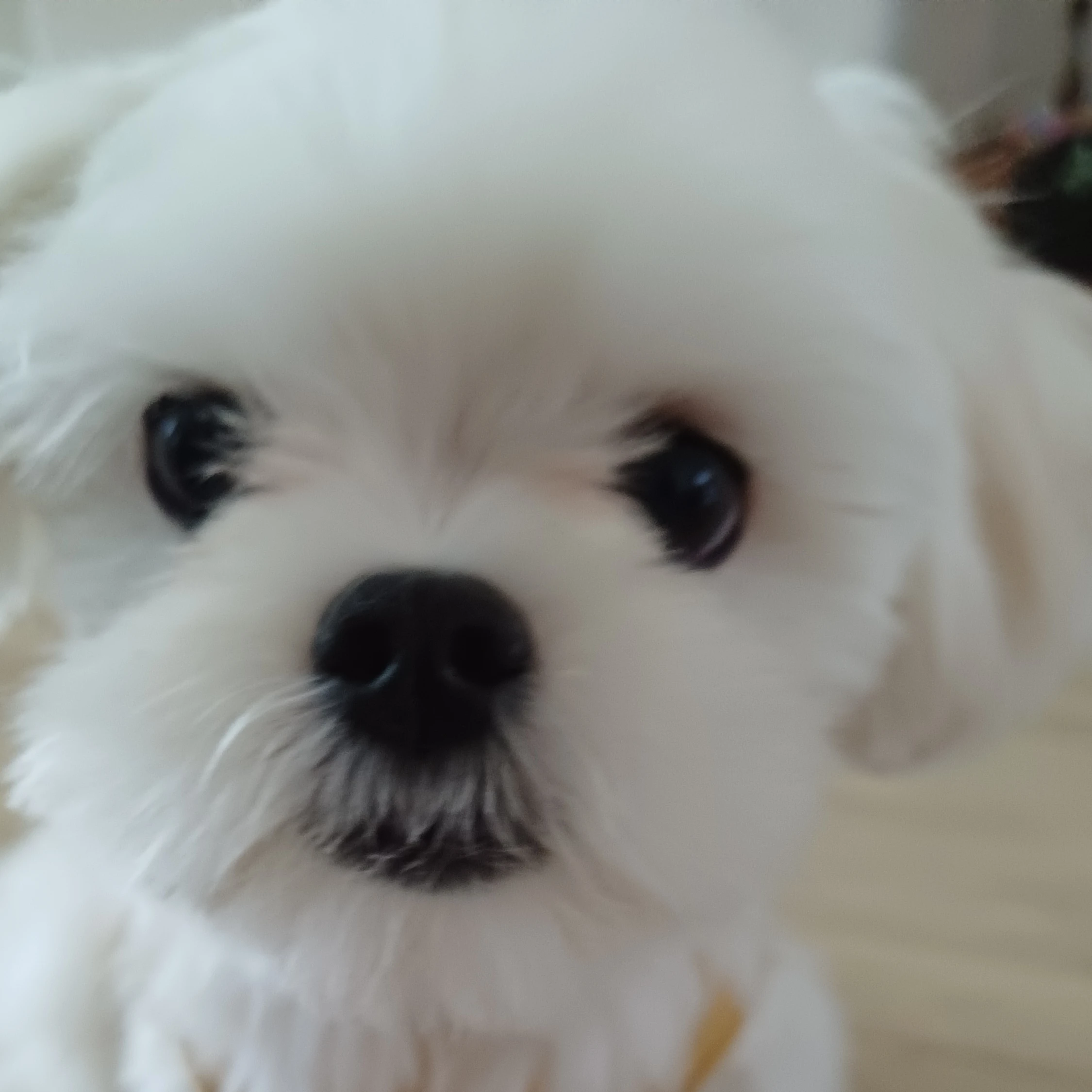 이한