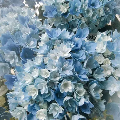 Profile image of 예엥