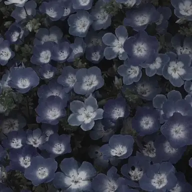 Profile image of 행크