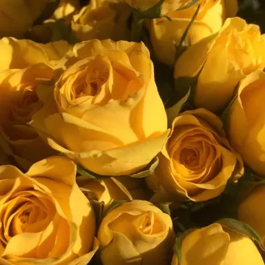 Profile image of 쪼만