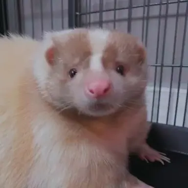 Profile image of 라떼