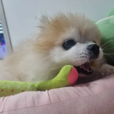 Profile image of 악귀