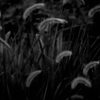 Profile image of 횻코토