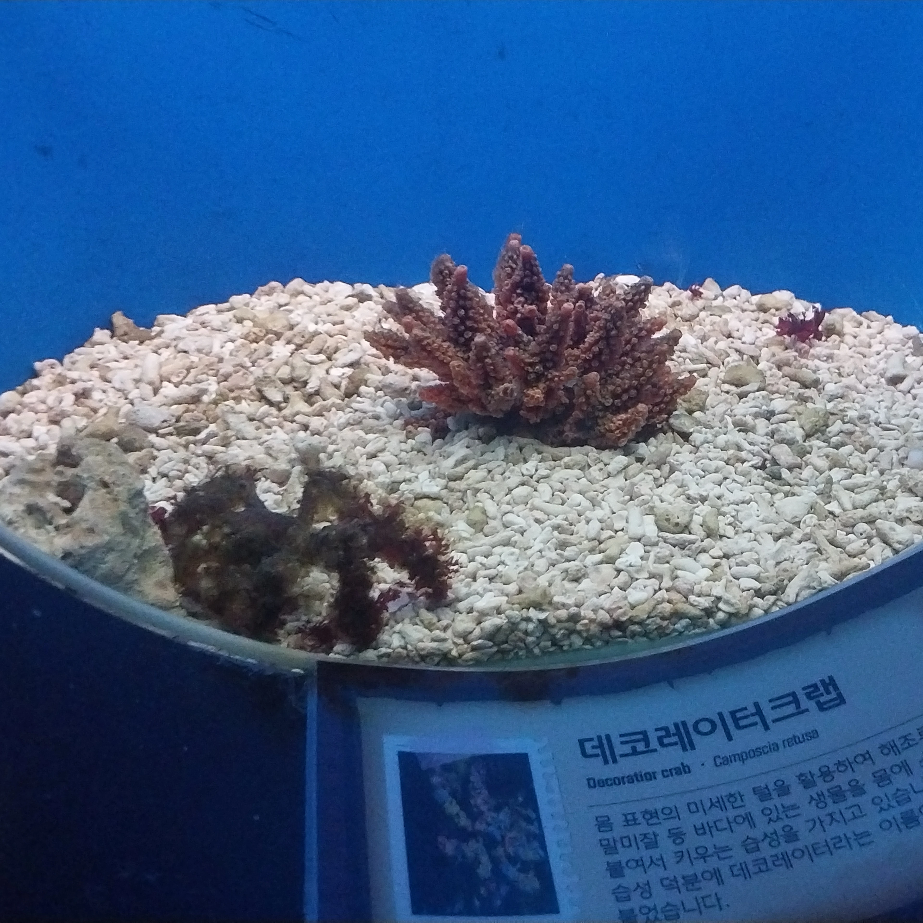 백현