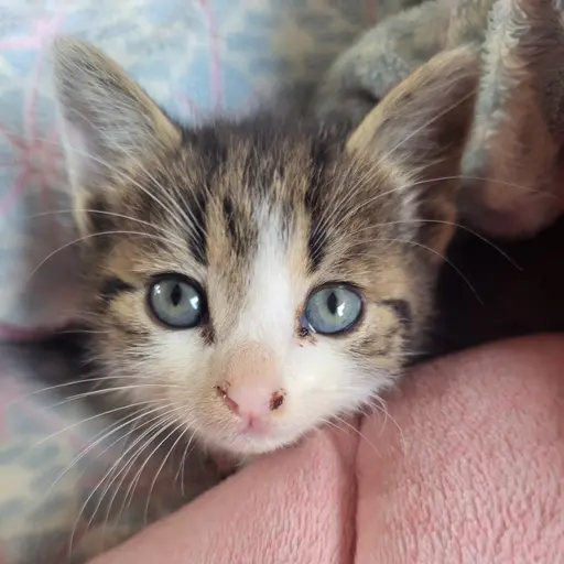 Qaqaqa0402111의 평범한 고양이
