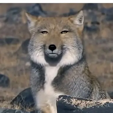 Profile image of 여우