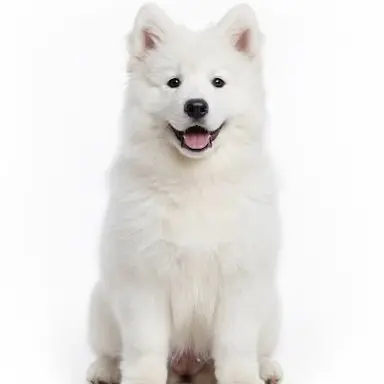 Profile image of 아카시
