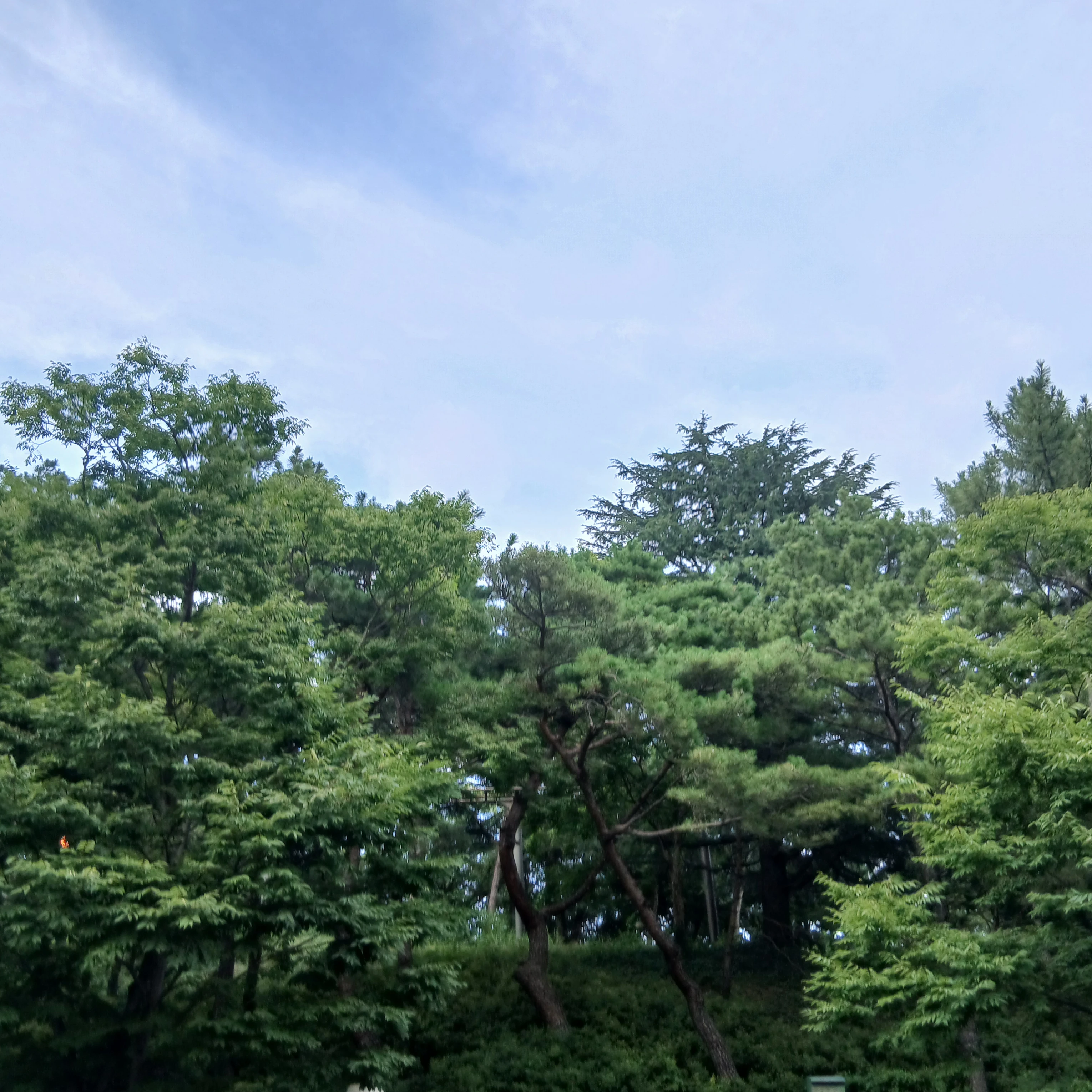 고고 프랜즈