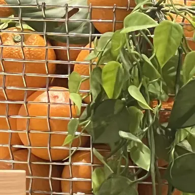 Profile image of 황현진