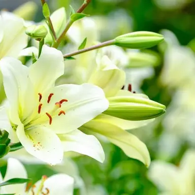 Profile image of 板倉