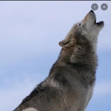 Profile image of 늑대