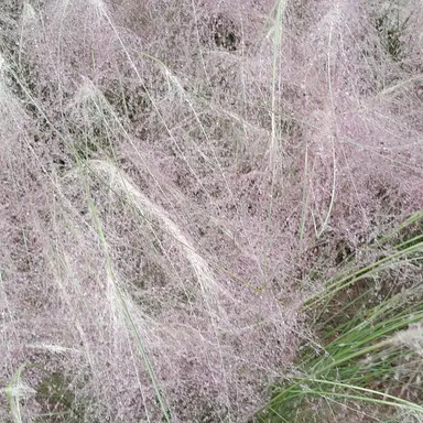 Profile image of 니루미 겐