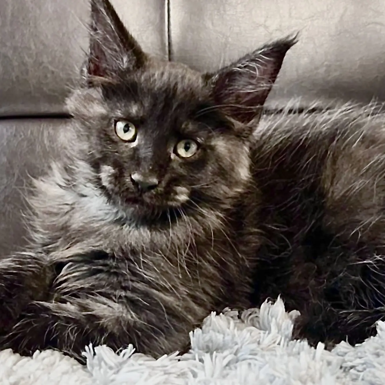 MightyLaugh2421의 メインクーン