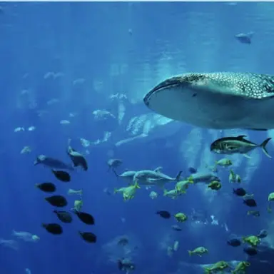 Profile image of 魚達