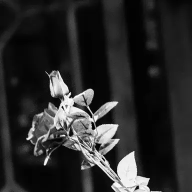 Profile image of 도리안 그레이