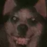 Profile image of スマイルドッグ
