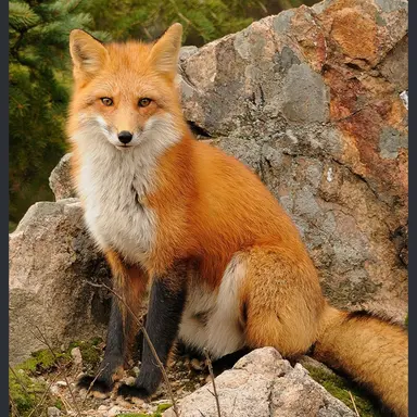 Profile image of フェネック