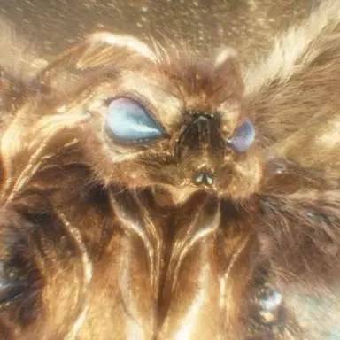 Profile image of 모스라