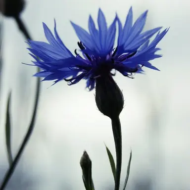 Profile image of 파이브