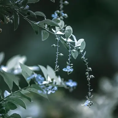 Profile image of 티푸