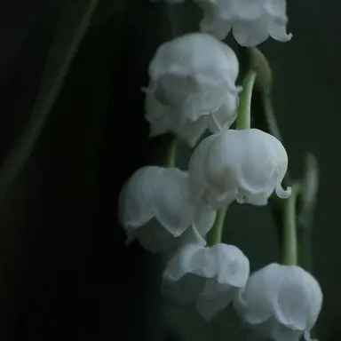 Profile image of 혜비