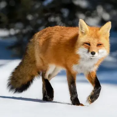 Profile image of 여우