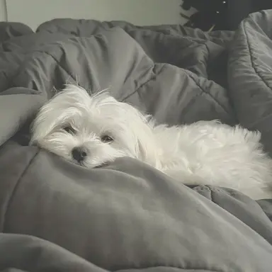 Profile image of seungmo