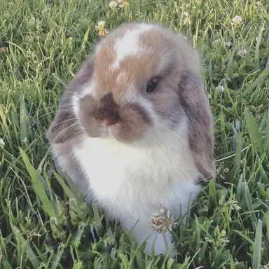 Profile image of brian