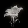 Profile image of 白