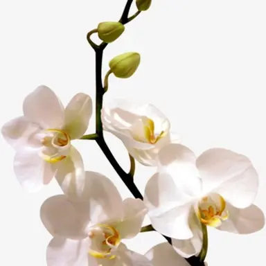 Profile image of 단항