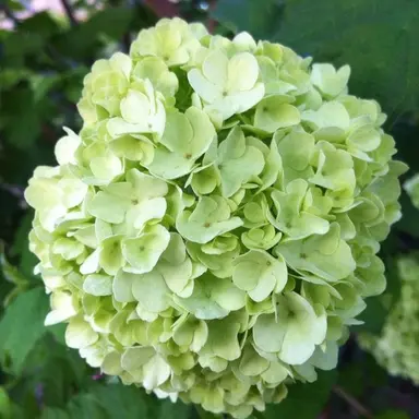 Profile image of 아낙사