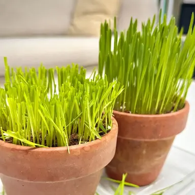 Profile image of 사이퍼