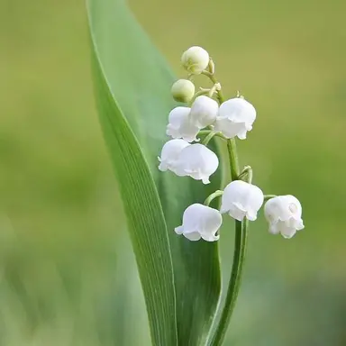 Profile image of 트리비
