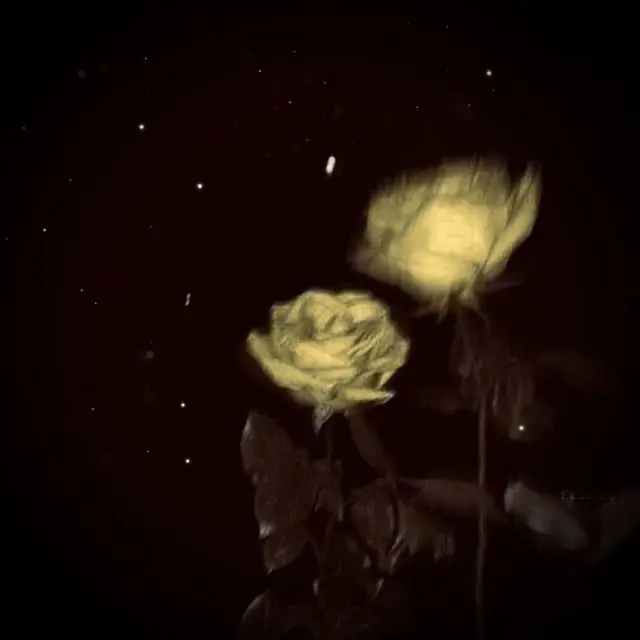 Ill_evIl의 未完成婚姻論/Dannie May 様