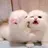 어미 에게 버려진 아주 작은 고양이 수인