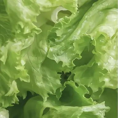 Profile image of リアコファン