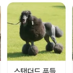 Profile image of 리온