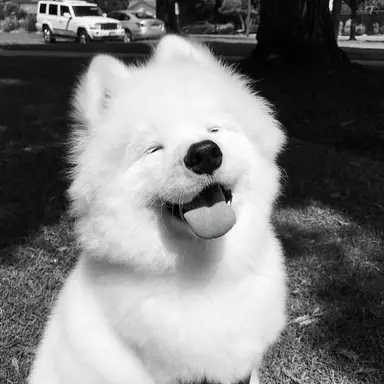 Profile image of 강아디