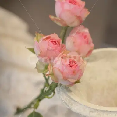 Profile image of 에로스