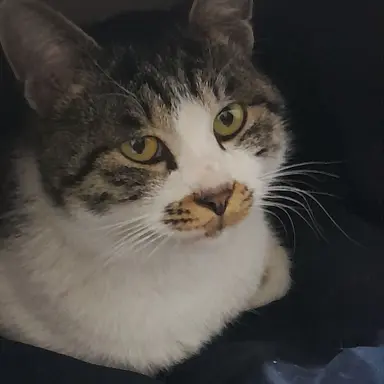 Profile image of 치피치피