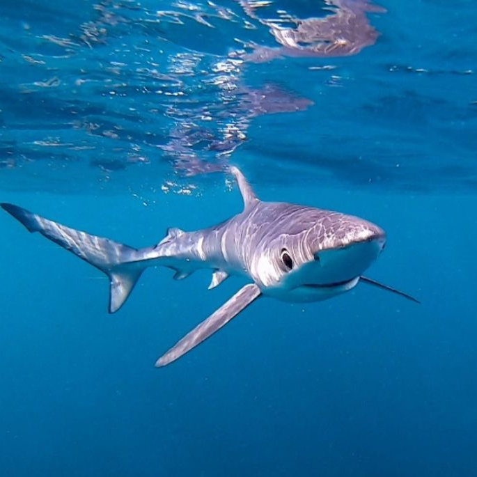 쿠로나 란제 대표 이미지