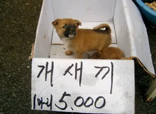 Profile image of 홍명보