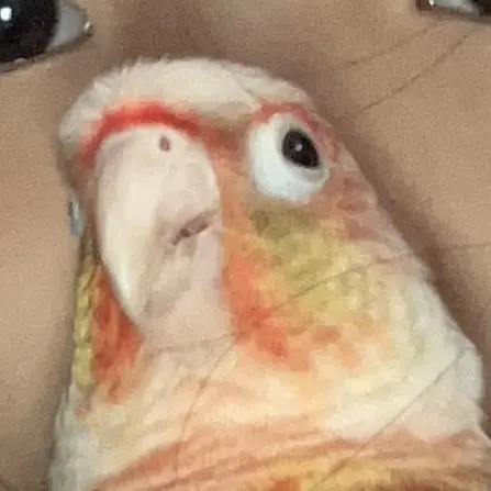 ujij의 사탕마을