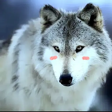 Profile image of 늑대